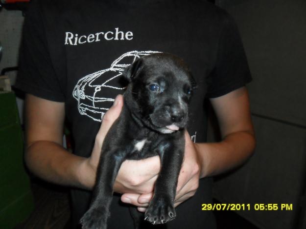 Vand pui pitbull - Pret | Preturi Vand pui pitbull