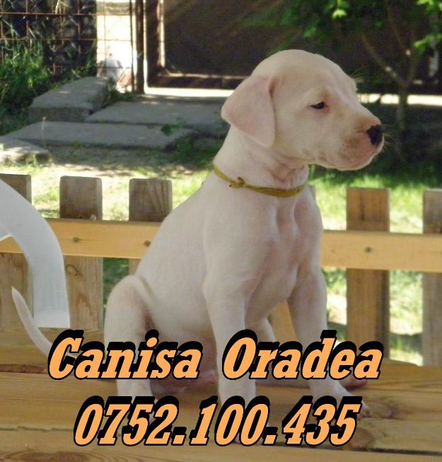 Vand catei rasa Dog Argentinian 0752100435 - Pret | Preturi Vand catei rasa Dog Argentinian 0752100435