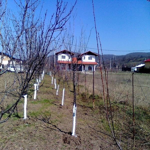 Vand Teren Intravilan Banesti - Prahova ( Noul Cartier ) - Pret | Preturi Vand Teren Intravilan Banesti - Prahova ( Noul Cartier )