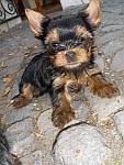 Vand catei Yorkshire terrier - Pret | Preturi Vand catei Yorkshire terrier