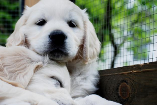 golden retriever de calitate - Pret | Preturi golden retriever de calitate