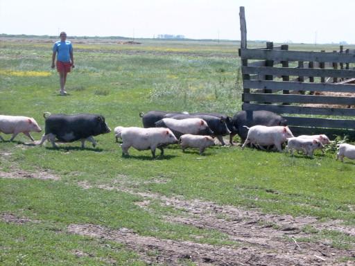 Purcei vietnamezi si porci vietnamezi - Pret | Preturi Purcei vietnamezi si porci vietnamezi