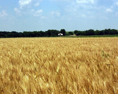 Teren agricol Teleorman - Pret | Preturi Teren agricol Teleorman