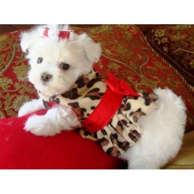 vand bichon maltese si havanese - Pret | Preturi vand bichon maltese si havanese