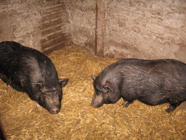 Vand Porci Vietnamezi - Pret | Preturi Vand Porci Vietnamezi