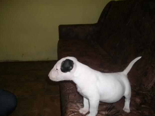 Vand pui bull terrier - Pret | Preturi Vand pui bull terrier