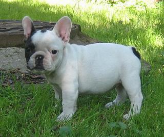 Vand pui Bulldog Francez - Pret | Preturi Vand pui Bulldog Francez