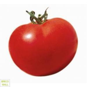 Tomate St. Pierre - Pret | Preturi Tomate St. Pierre