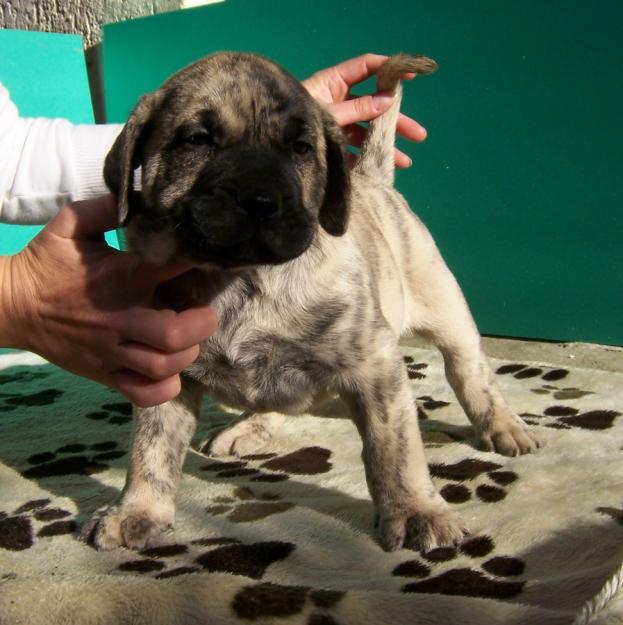Dogo Canario - Pret | Preturi Dogo Canario