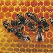 Miere de albine ecologica! - Pret | Preturi Miere de albine ecologica!