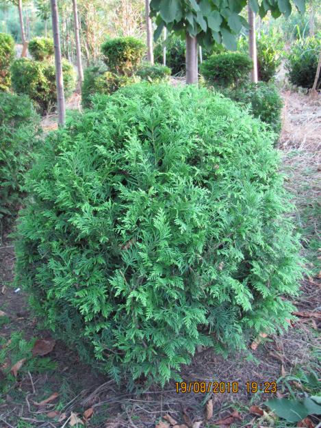 Vanzare/Amenajari plante ornamentale - Pret | Preturi Vanzare/Amenajari plante ornamentale