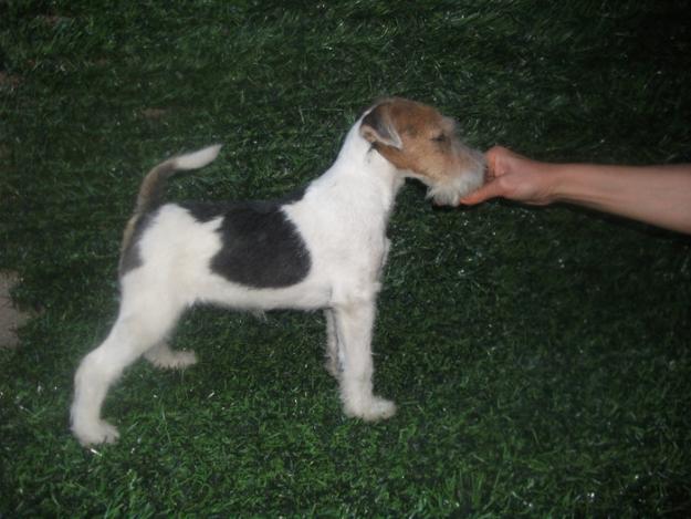 catei fox terrier - Pret | Preturi catei fox terrier