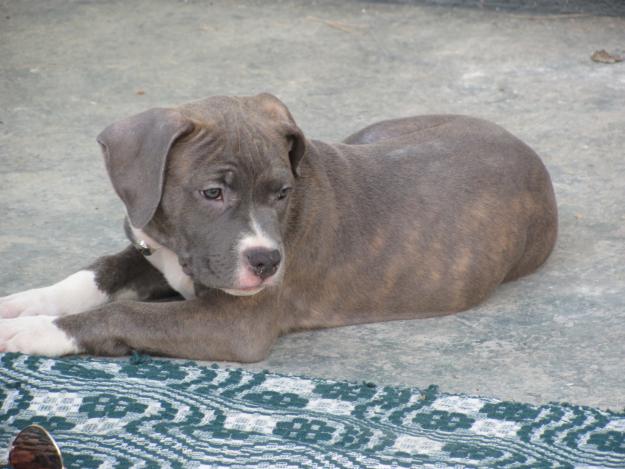 amstaff cu pedigree - Pret | Preturi amstaff cu pedigree