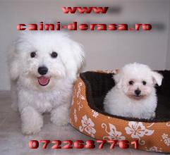 bichon maltese , frisee , bolognese - Pret | Preturi bichon maltese , frisee , bolognese