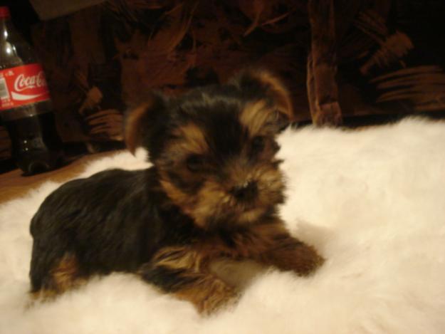 Pui Yorkshire Terrier de vanzare - Pret | Preturi Pui Yorkshire Terrier de vanzare