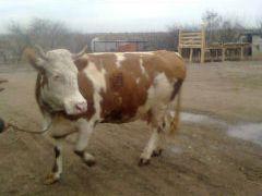 Vand 3 vaci, 2 Zimental si una Holstein - Pret | Preturi Vand 3 vaci, 2 Zimental si una Holstein
