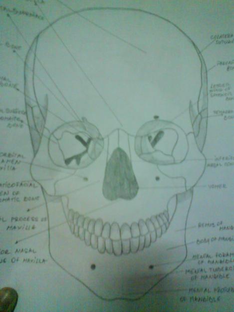 desene anatomie - Pret | Preturi desene anatomie