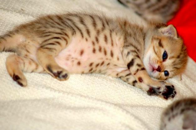 Pisici British shorthair silver tabby si scottish fold brown spotted tabby de vanzare - Pret | Preturi Pisici British shorthair silver tabby si scottish fold brown spotted tabby de vanzare