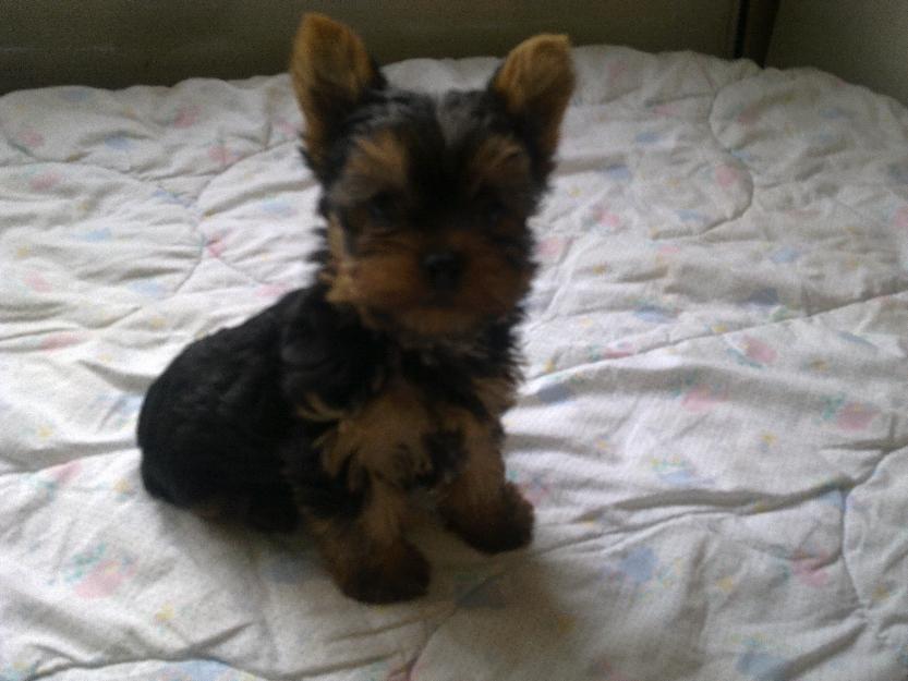 Yorkshire terrier extratoy - Pret | Preturi Yorkshire terrier extratoy