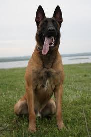 Vand Ciobanesc German Si Belgian Malinois - Pret | Preturi Vand Ciobanesc German Si Belgian Malinois