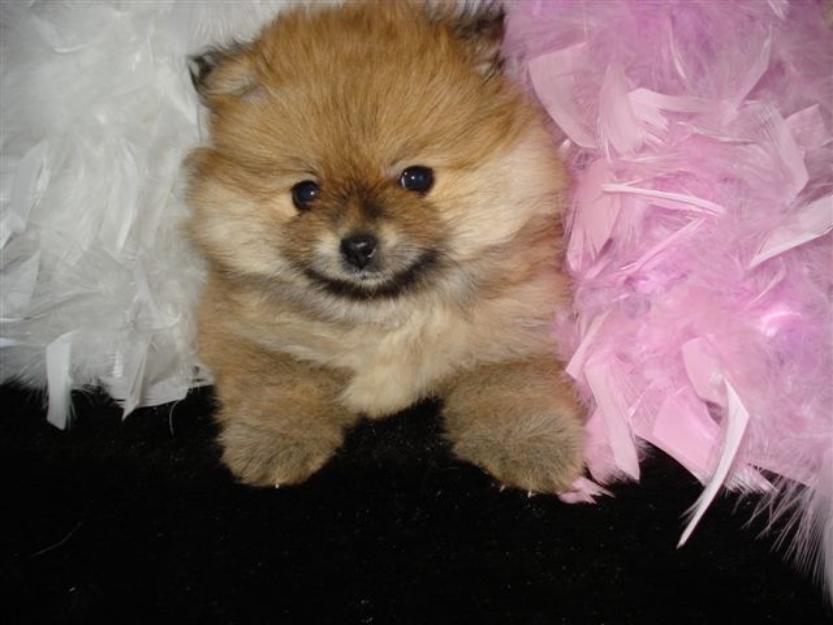Catei superbi rasa Pomeranian de vanzare - Pret | Preturi Catei superbi rasa Pomeranian de vanzare
