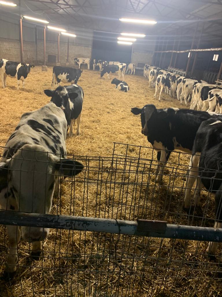 Fermă de Reproducție din rasa HOLSTEIN vinde vițele și juninci gestante - Pret | Preturi Fermă de Reproducție din rasa HOLSTEIN vinde vițele și juninci gestante