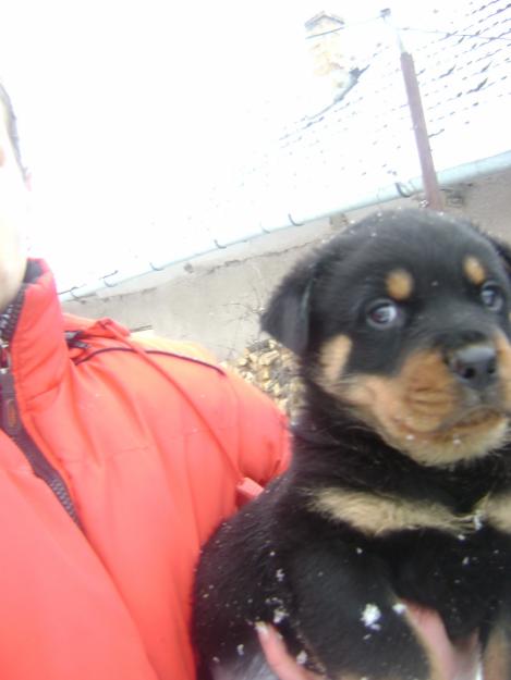 PUIUTI ROTTWEILER - Pret | Preturi PUIUTI ROTTWEILER
