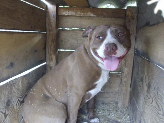 vand catea pitbull - Pret | Preturi vand catea pitbull