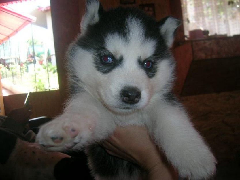 vand pui de husky siberian SUPERBI - Pret | Preturi vand pui de husky siberian SUPERBI