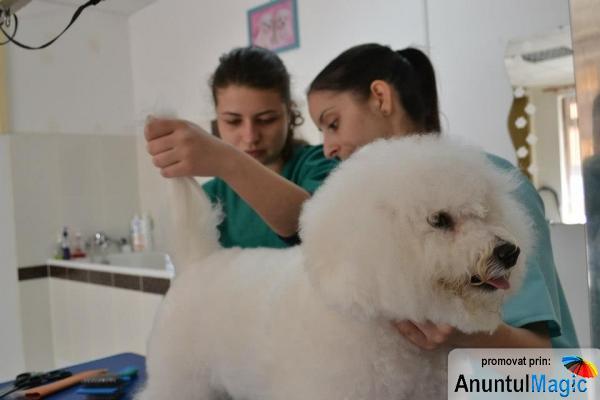 Cursuri de coafura canina si felina autorizate de ministerul muncii si educatiei - Pret | Preturi Cursuri de coafura canina si felina autorizate de ministerul muncii si educatiei