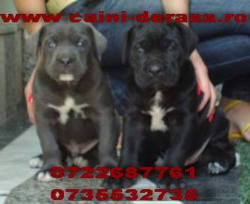 Cane Corso si Dog de Bordeaux - Pret | Preturi Cane Corso si Dog de Bordeaux