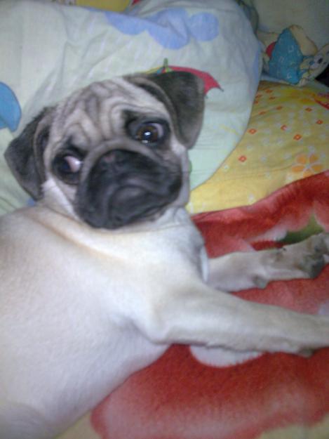 vand catelusa mops-pug - Pret | Preturi vand catelusa mops-pug