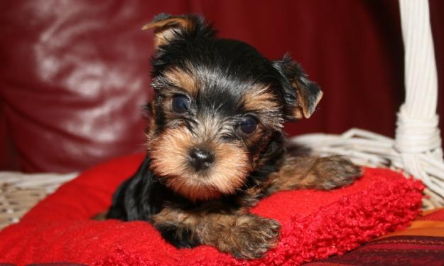 vand yorkshire terrier toy - Pret | Preturi vand yorkshire terrier toy