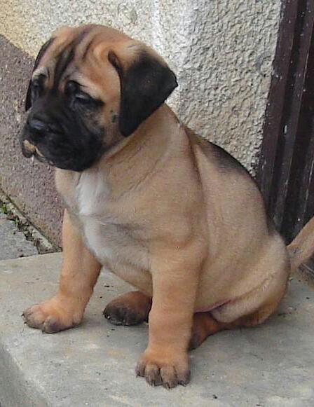 Vand pui de Bullmastiff - Pret | Preturi Vand pui de Bullmastiff