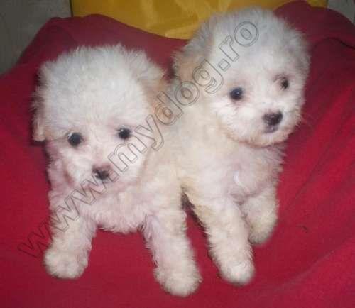 Catei Bischon Frise - Pret | Preturi Catei Bischon Frise
