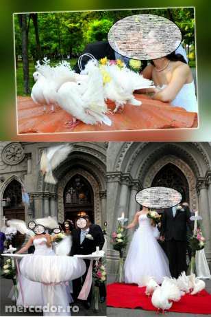 Porumbei nunti galati - Pret | Preturi Porumbei nunti galati