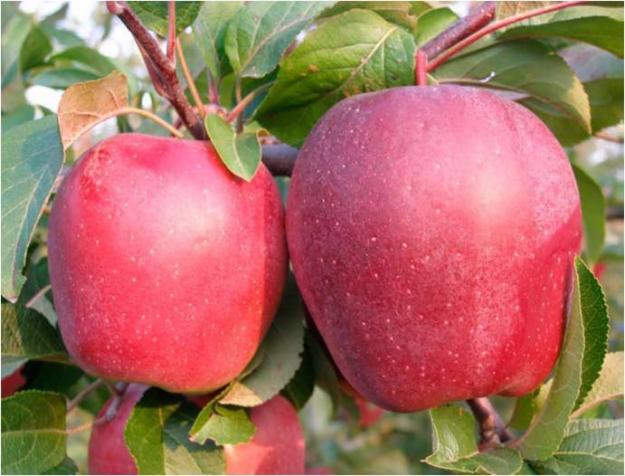 pomi fructiferi - Pret | Preturi pomi fructiferi