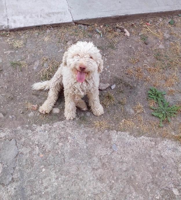 Caine de trufe Lagotto Romagnolo - Pret | Preturi Caine de trufe Lagotto Romagnolo