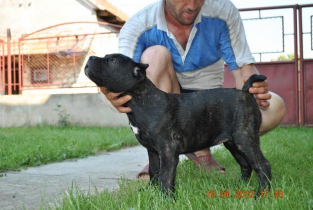 VAND PUI CANE CORSO CU PEDIGREE - Pret | Preturi VAND PUI CANE CORSO CU PEDIGREE