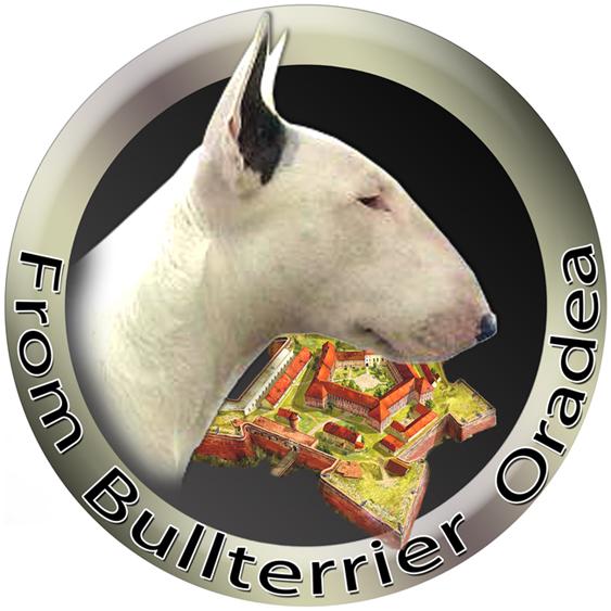 Bullterrier de Vanzare - Pret | Preturi Bullterrier de Vanzare