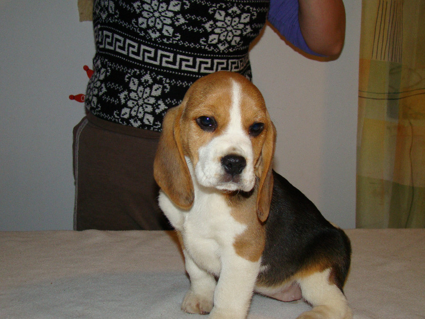 pui beagle de calitate cu pedigree - Pret | Preturi pui beagle de calitate cu pedigree