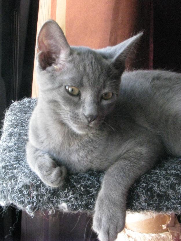 Pui pisica Albastru de Rusia - Pret | Preturi Pui pisica Albastru de Rusia