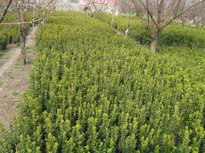 rulouri gazon buxus tuia saduri - Pret | Preturi rulouri gazon buxus tuia saduri