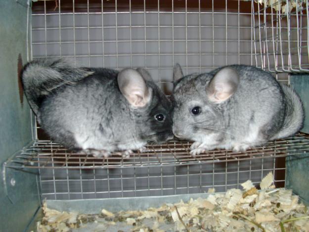 Microferma Chinchilla - Pret | Preturi Microferma Chinchilla