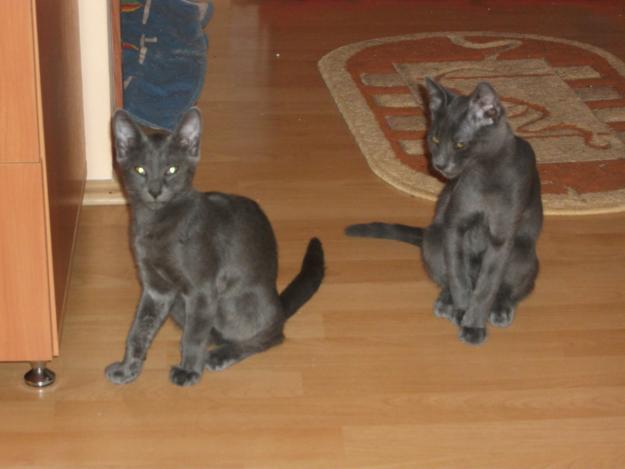 Vand pisici Albastru de Rusia - Pret | Preturi Vand pisici Albastru de Rusia