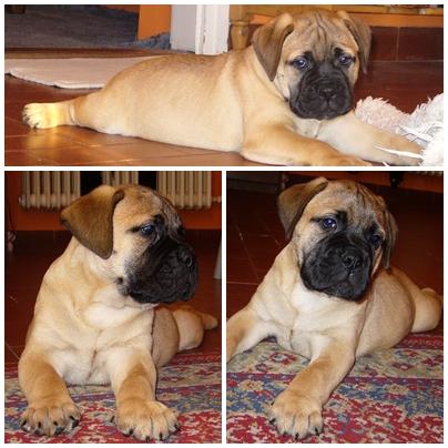 Catei Bullmastiff de vanzare - Pret | Preturi Catei Bullmastiff de vanzare