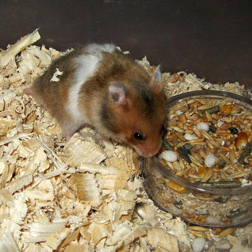 Hamsteri de vânzare - Pret | Preturi Hamsteri de vânzare