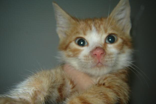 Finn,motanel portocaliu mic,cu ochi albastri vaccinat - Pret | Preturi Finn,motanel portocaliu mic,cu ochi albastri vaccinat