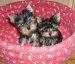 Vand catei Yorkshire terrier - Pret | Preturi Vand catei Yorkshire terrier