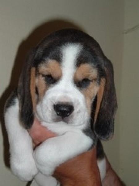 vand beagle 100 euro - Pret | Preturi vand beagle 100 euro